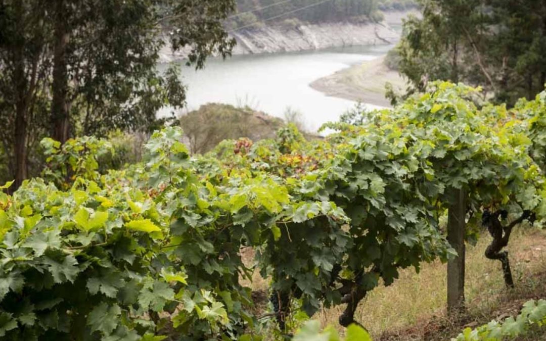 O renacemento do viño nas Terras do Navia