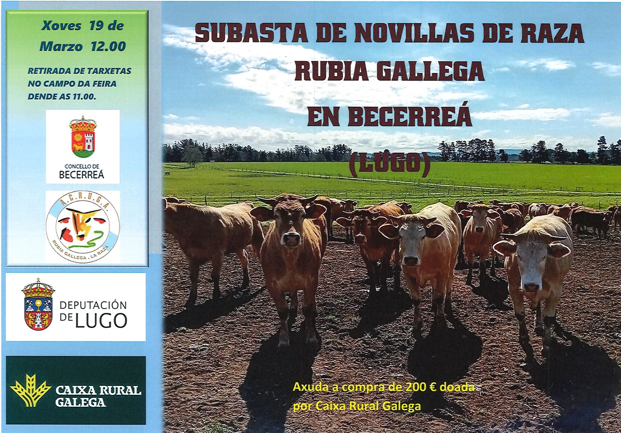 Subasta de xovencas de raza rubia galega en Becerreá