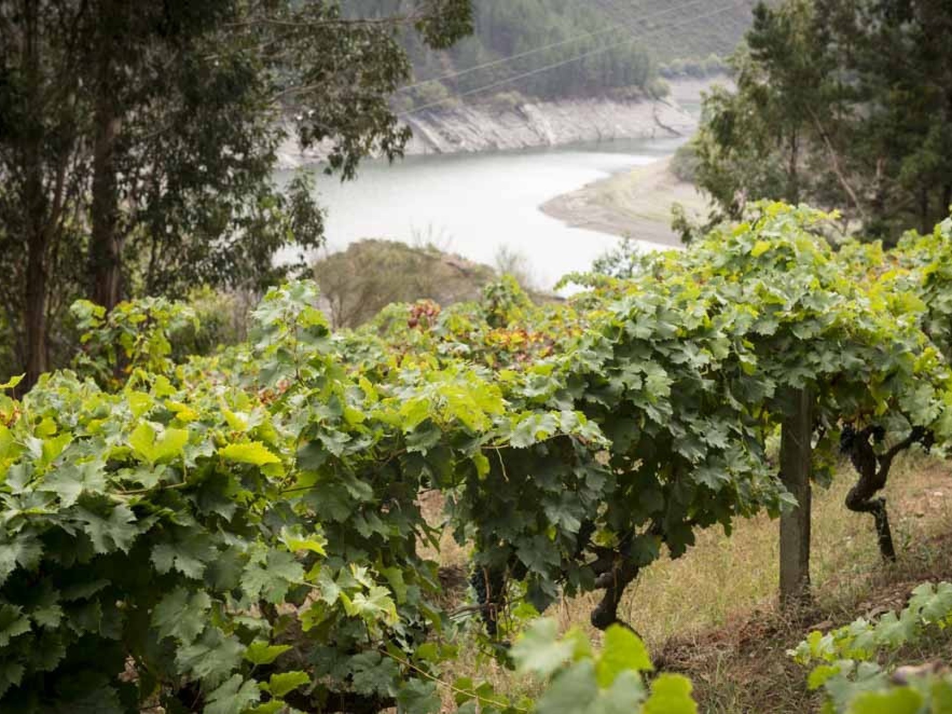 adega-sidron_ixp-terras-do-navia